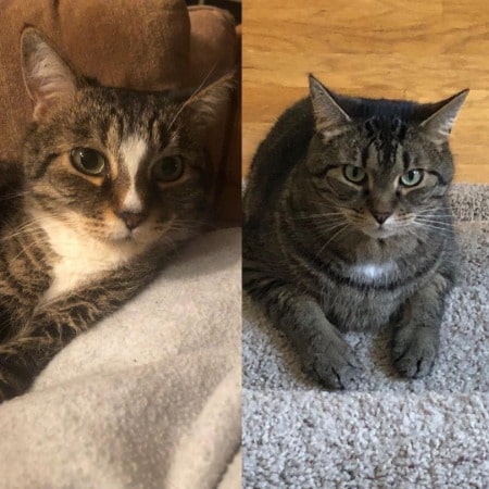 Patty Harkens possesses three pet cats, including Tiger and Hank. What is her current salary in WJW Fox 8 news channel? Explore her net worth!